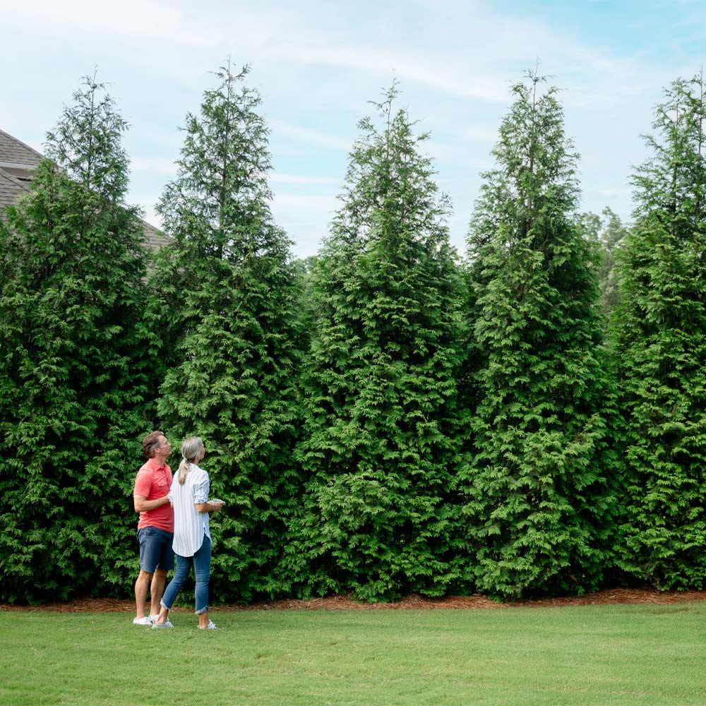 Thuja Green Giant Arborvitae 2 Thuja Green Giant Arborvitae