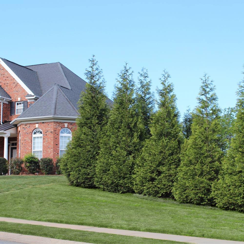 Thuja Green Giant Arborvitae 3 Thuja Green Giant Arborvitae