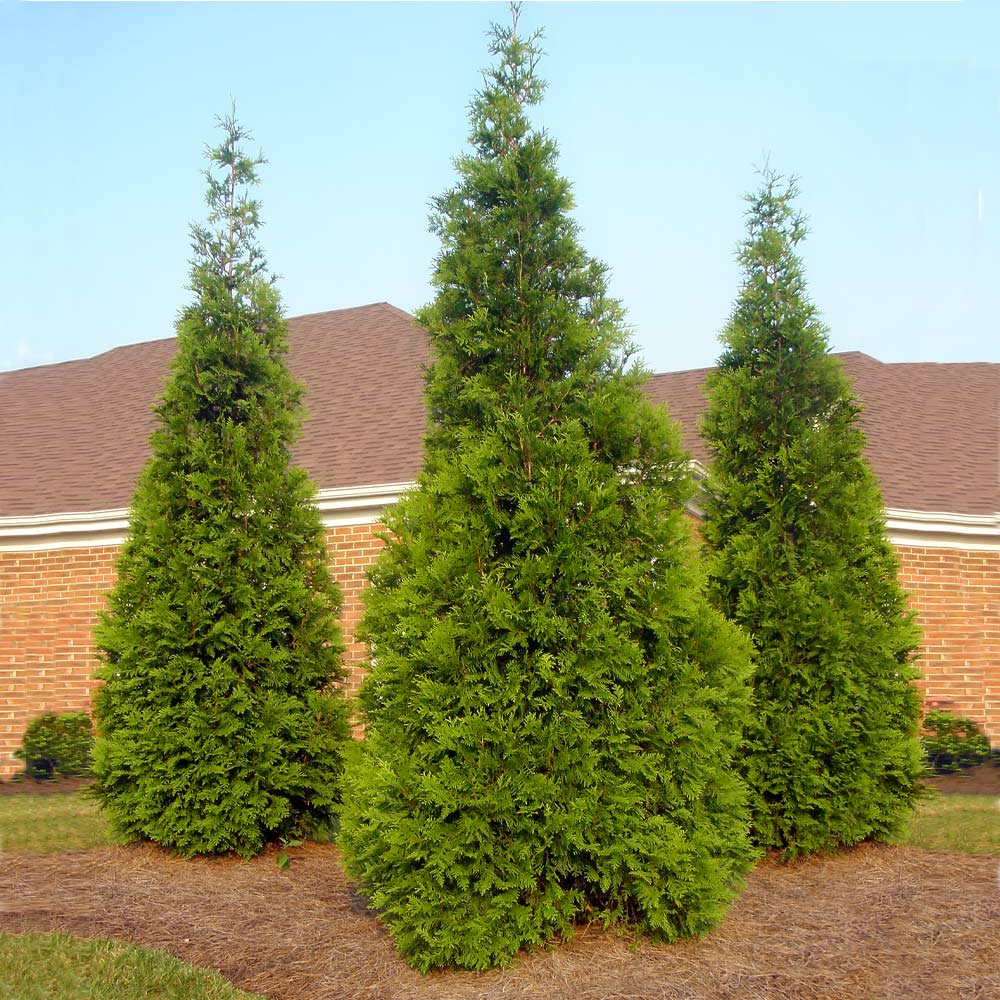 Thuja Green Giant Arborvitae 4 Thuja Green Giant Arborvitae