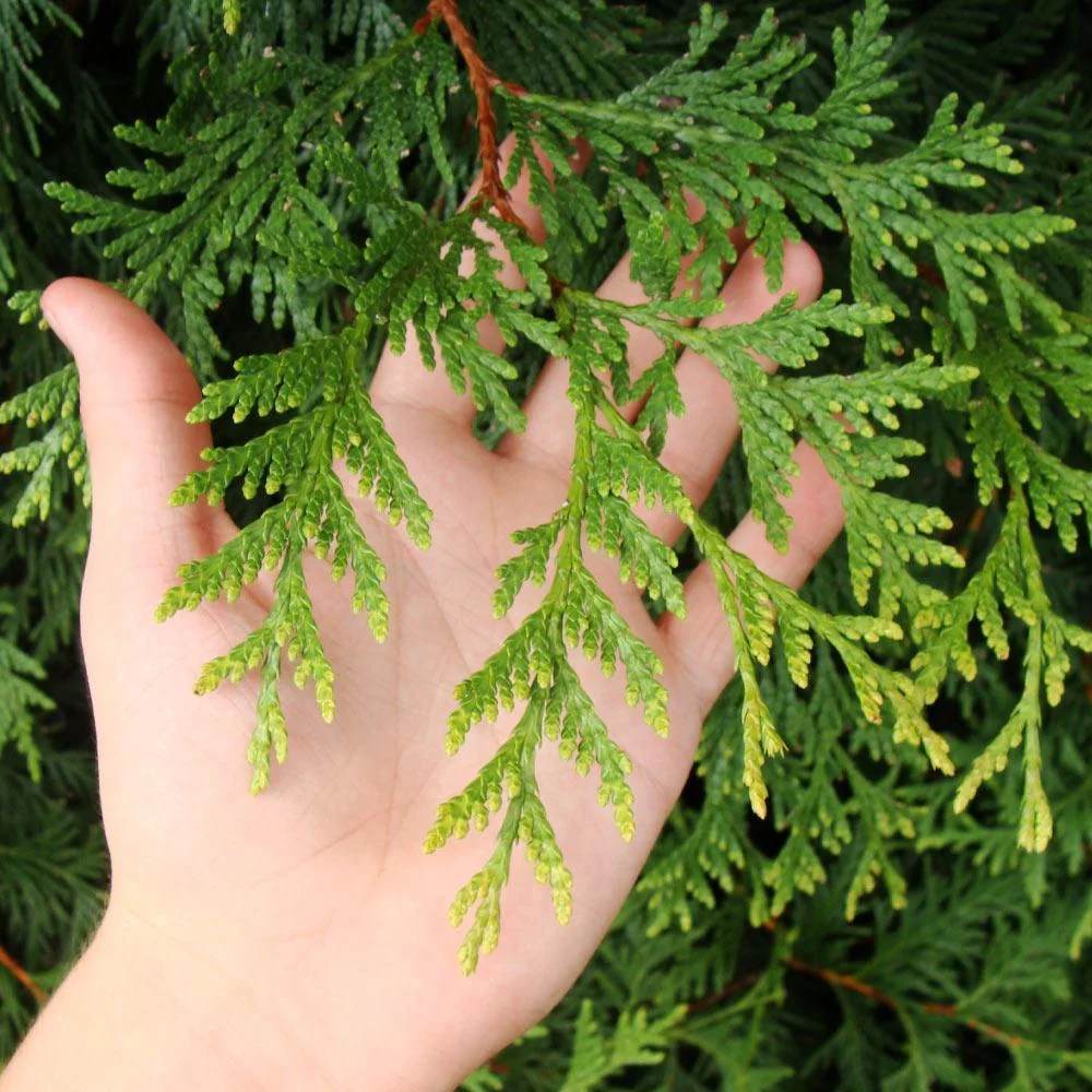 Thuja Green Giant Arborvitae 5 Thuja Green Giant Arborvitae