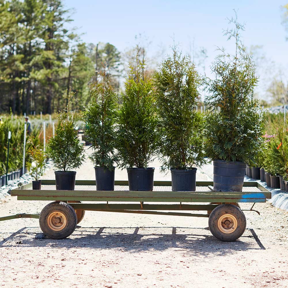 Thuja Green Giant Arborvitae 6 Thuja Green Giant Arborvitae