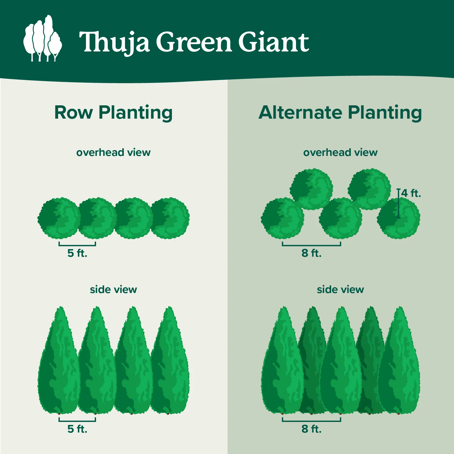 Thuja Green Giant Arborvitae 7 Thuja Green Giant Arborvitae