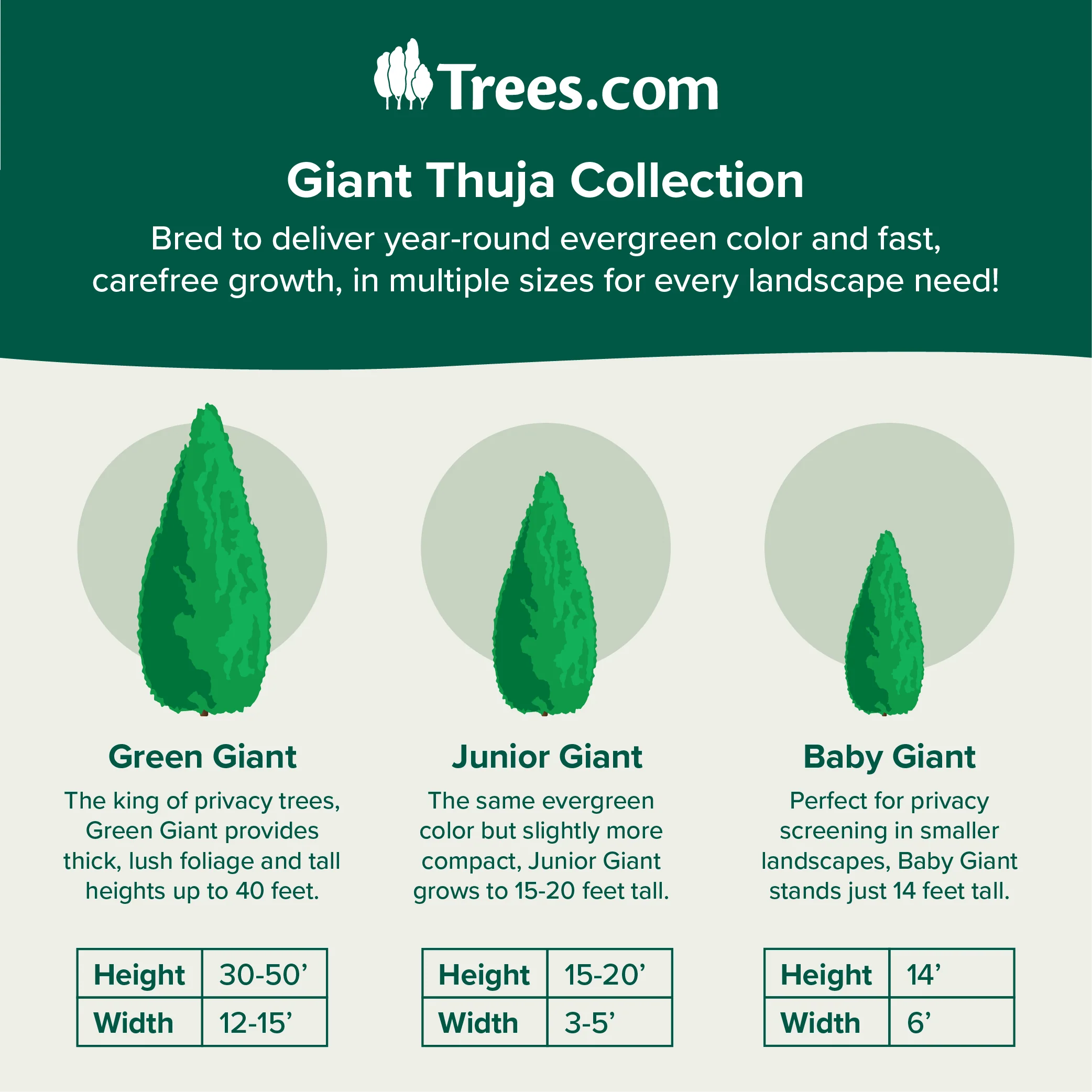Thuja Green Giant Arborvitae 8 Thuja Green Giant Arborvitae