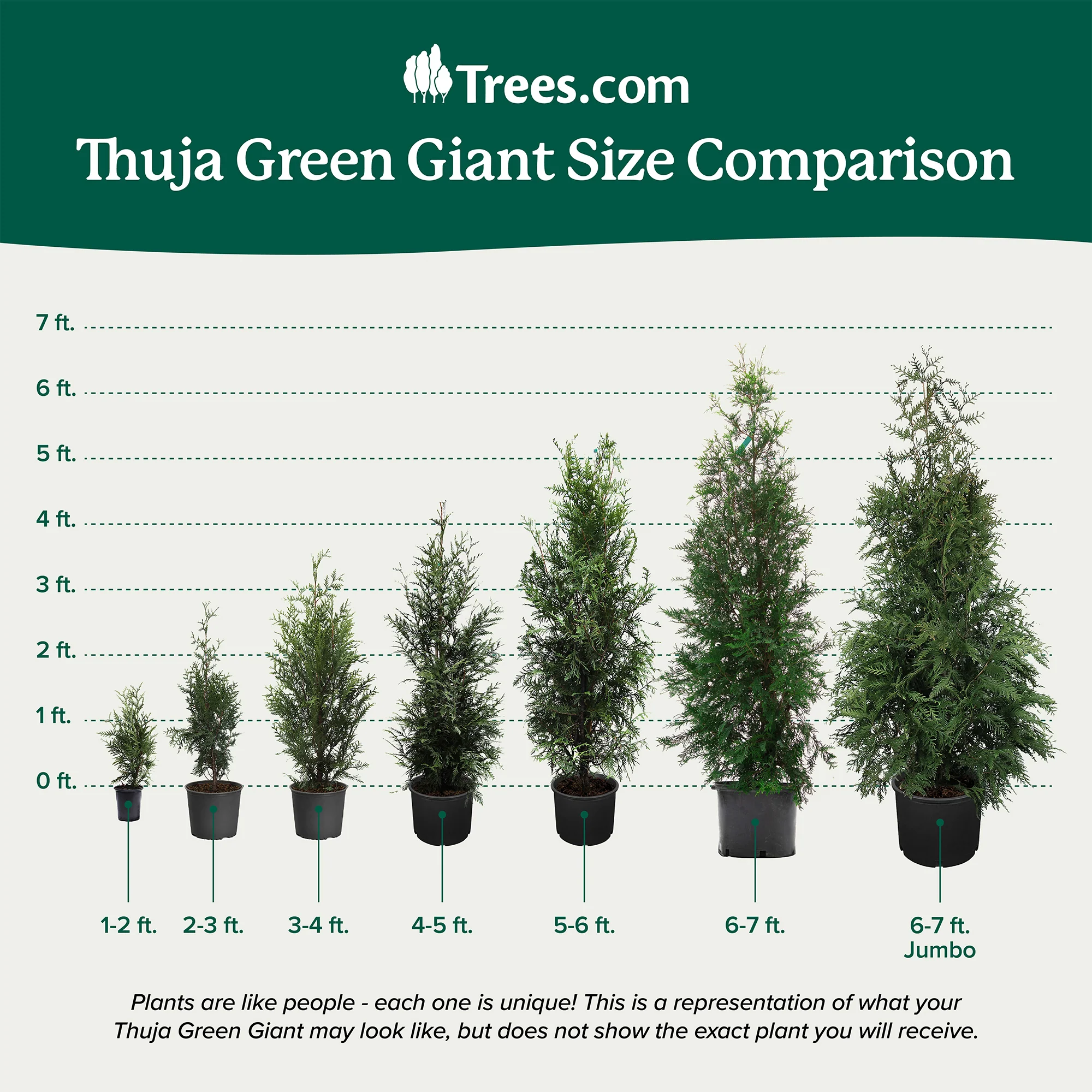 Thuja Green Giant Arborvitae 9 Thuja Green Giant Arborvitae