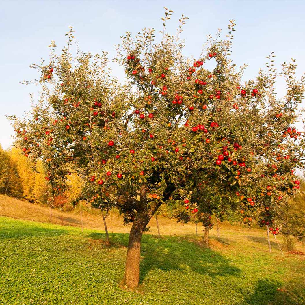 Red Delicious Apple Tree 3 Red Delicious Apple Tree