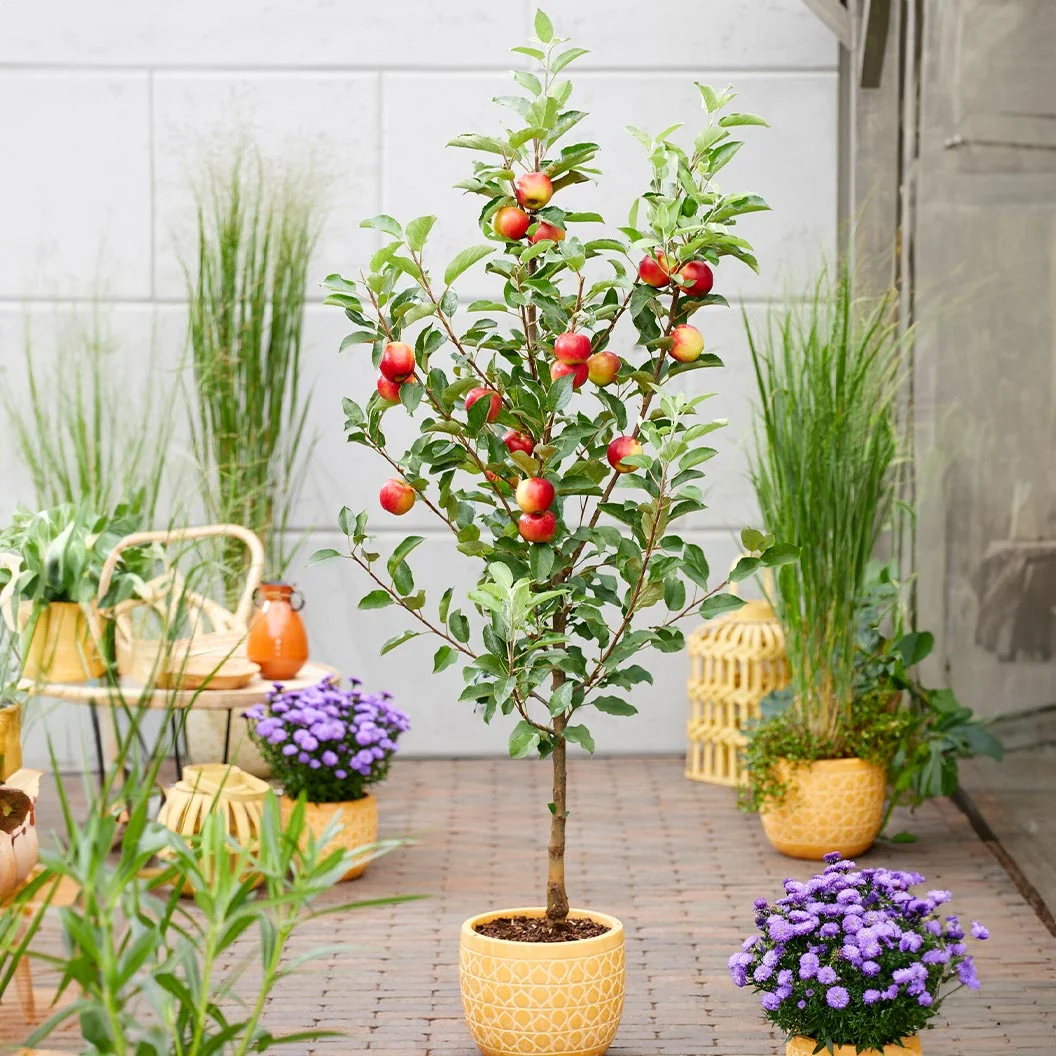 Scarlet Sentinel Columnar Apple Tree 2 Scarlet Sentinel Columnar Apple Tree