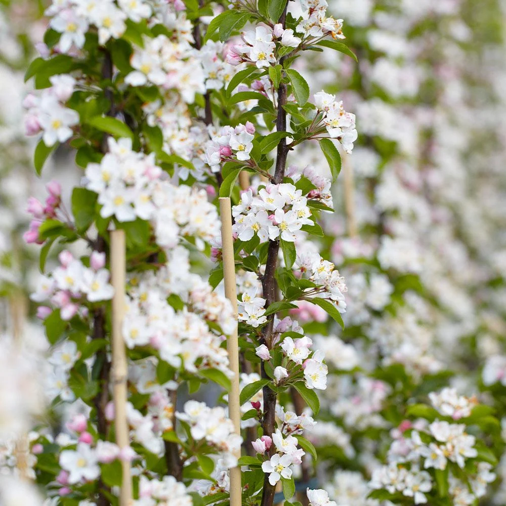 Scarlet Sentinel Columnar Apple Tree 3 Scarlet Sentinel Columnar Apple Tree