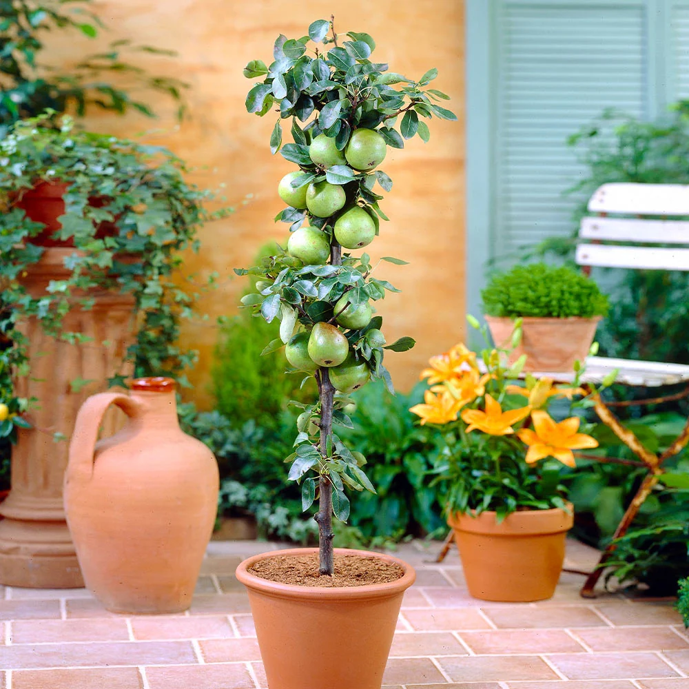 Fruit Snacks® Tangy Green™ Columnar Apple Tree 2 Fruit Snacks® Tangy Green™ Columnar Apple Tree