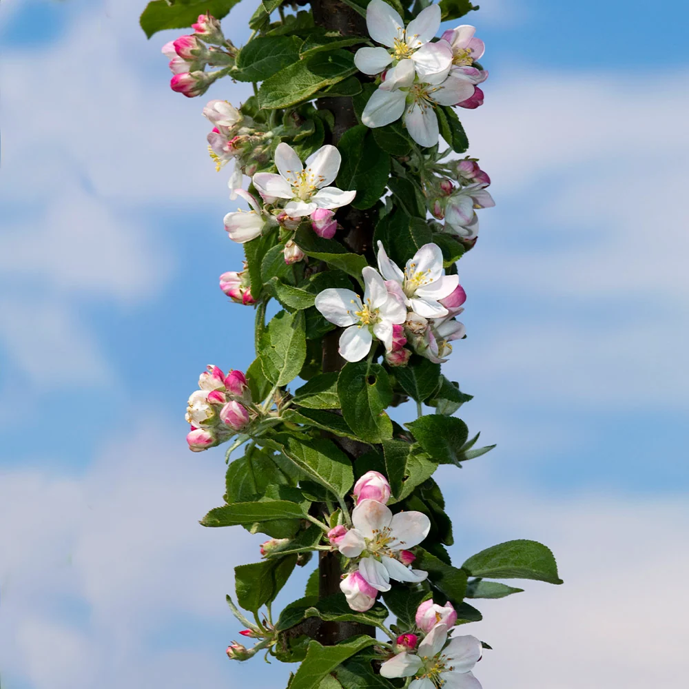 Fruit Snacks® Tangy Green™ Columnar Apple Tree 4 Fruit Snacks® Tangy Green™ Columnar Apple Tree