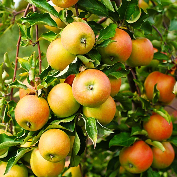 Jonagold Apple Tree 1 Jonagold Apple Tree