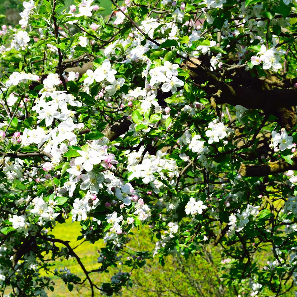 Jonagold Apple Tree 4 Jonagold Apple Tree