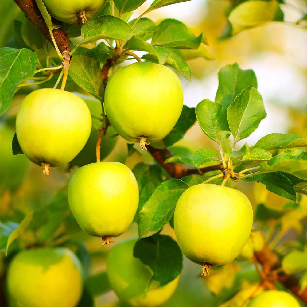 Honeygold Apple Tree 3 Honeygold Apple Tree