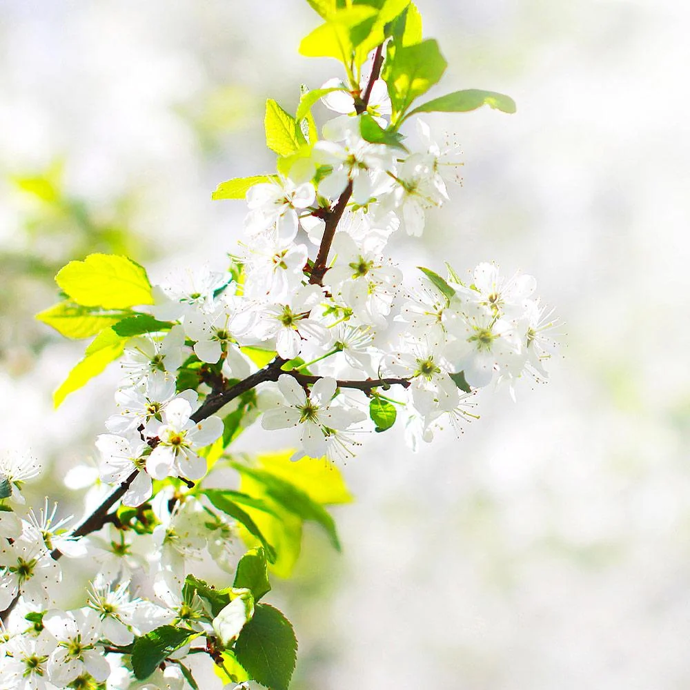 Honeygold Apple Tree 4 Honeygold Apple Tree