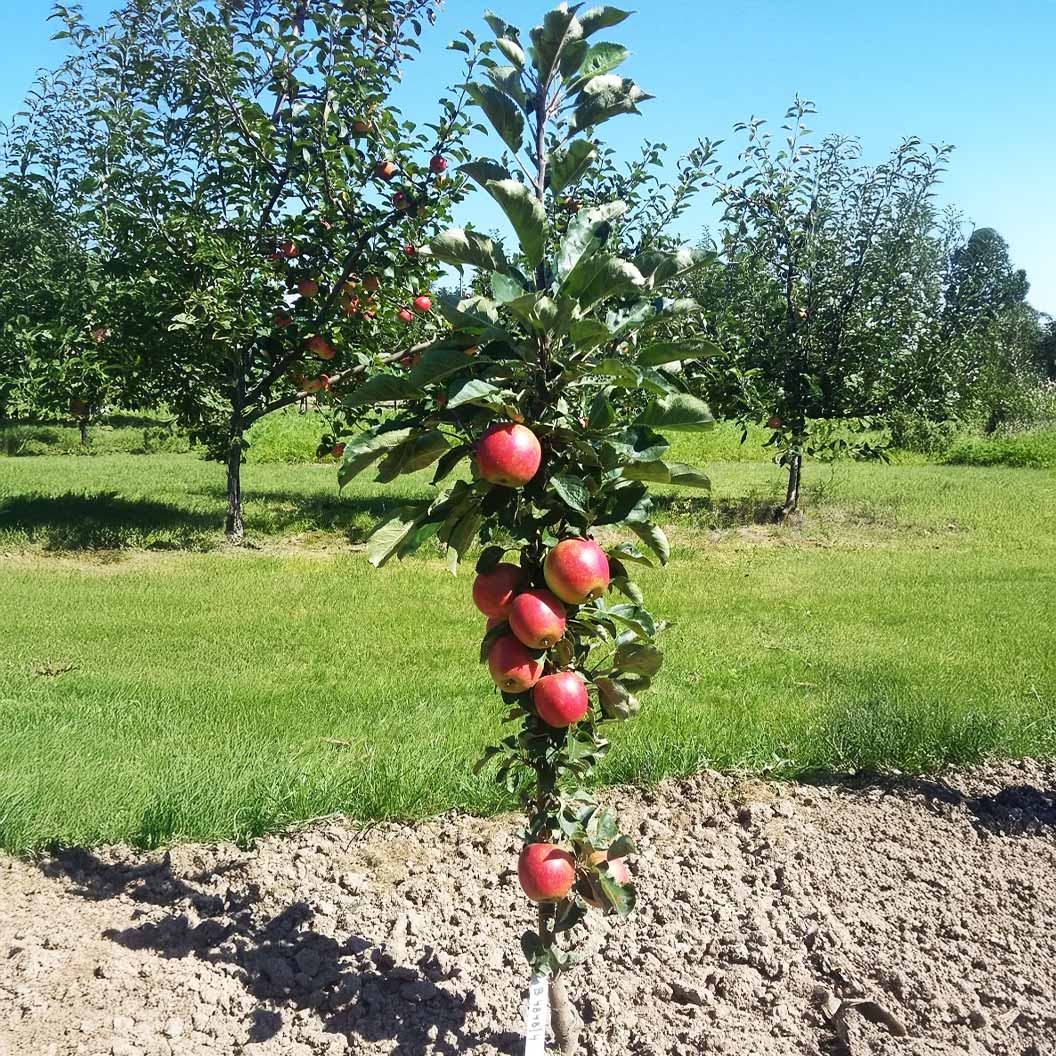 Fruit Snacks® Sweet Treat™ Columnar Apple Tree 1 Fruit Snacks® Sweet Treat™ Columnar Apple Tree