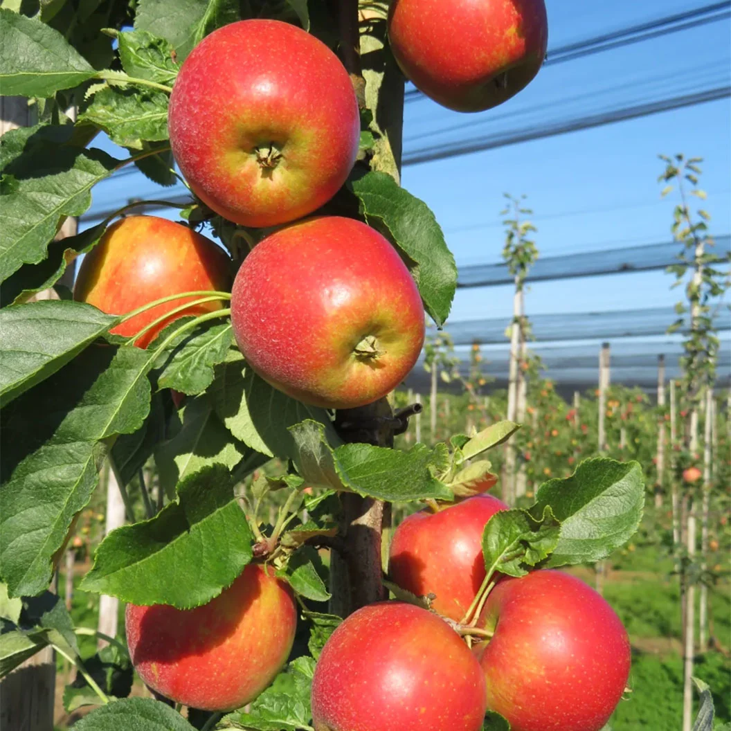 Fruit Snacks® Sweet Treat™ Columnar Apple Tree 3 Fruit Snacks® Sweet Treat™ Columnar Apple Tree