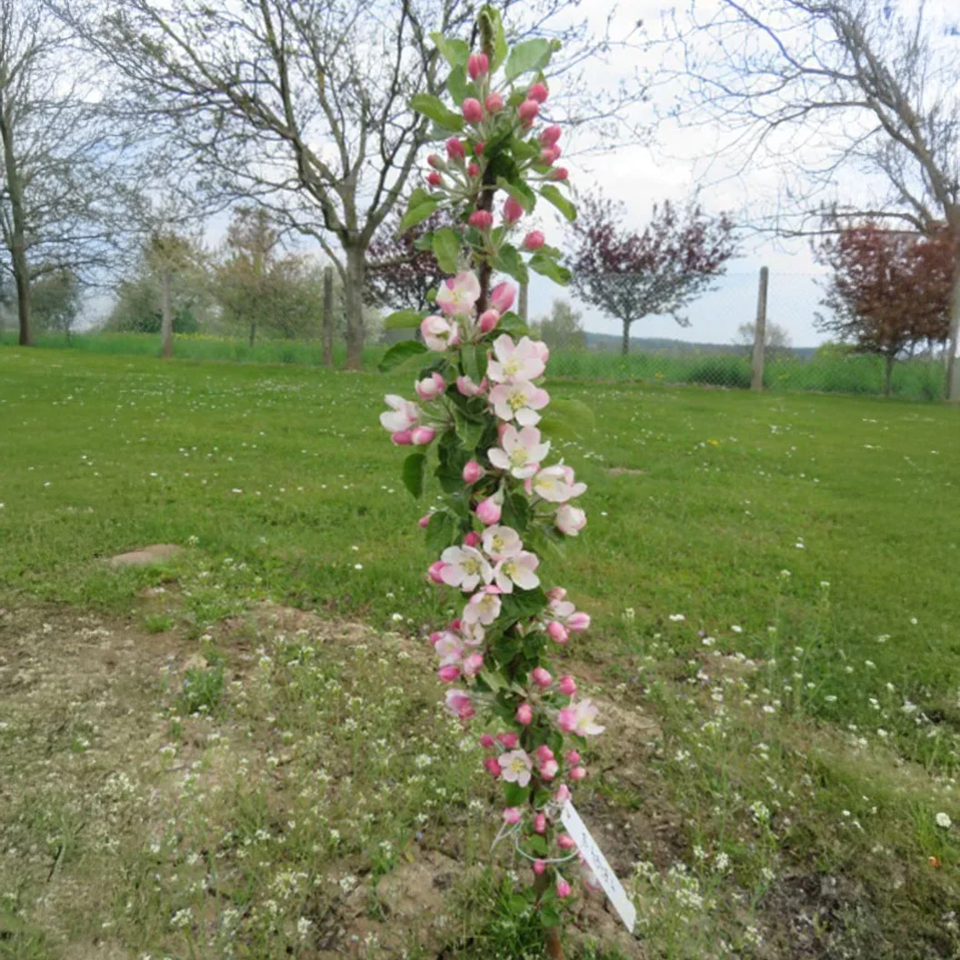 Fruit Snacks® Sweet Treat™ Columnar Apple Tree 5 Fruit Snacks® Sweet Treat™ Columnar Apple Tree