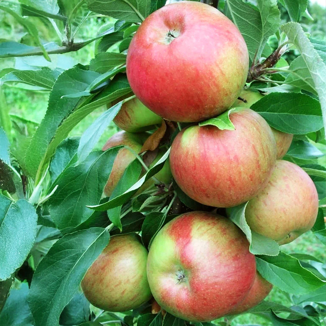 Fruit Snacks® Sweet Treat™ Columnar Apple Tree 6 Fruit Snacks® Sweet Treat™ Columnar Apple Tree