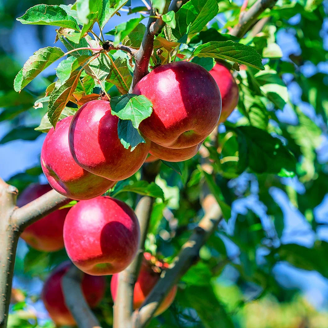 Enterprise Apple Tree 1 Enterprise Apple Tree