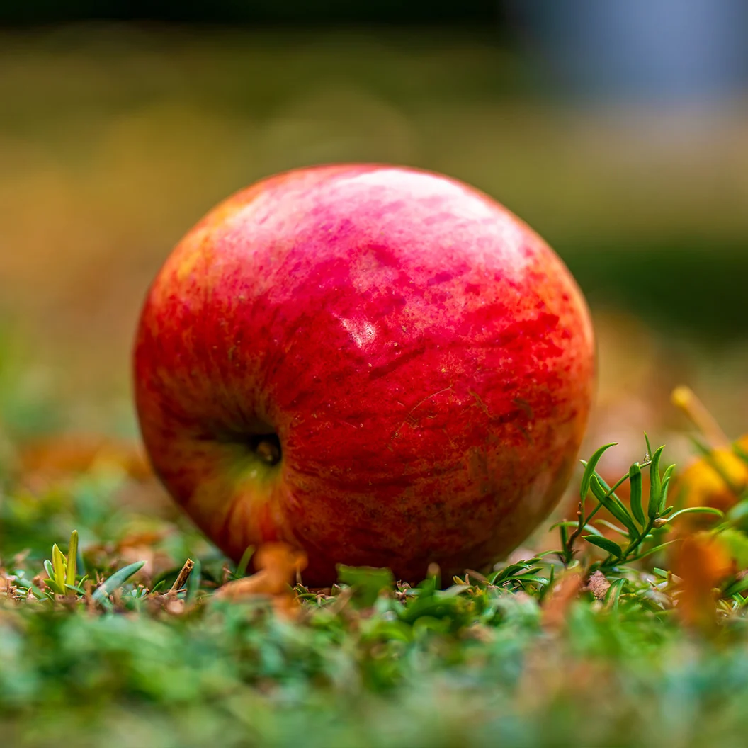 Enterprise Apple Tree 3 Enterprise Apple Tree