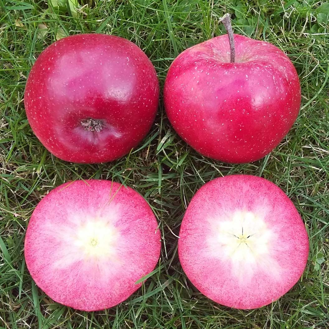 Fruit Snacks® All Red™ Columnar Apple Tree 2 Fruit Snacks® All Red™ Columnar Apple Tree