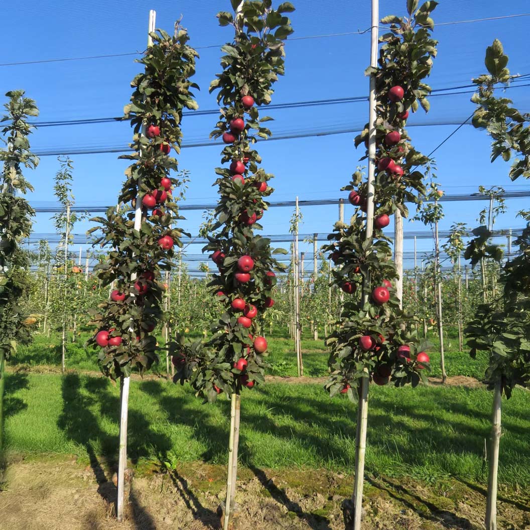 Fruit Snacks® All Red™ Columnar Apple Tree 3 Fruit Snacks® All Red™ Columnar Apple Tree