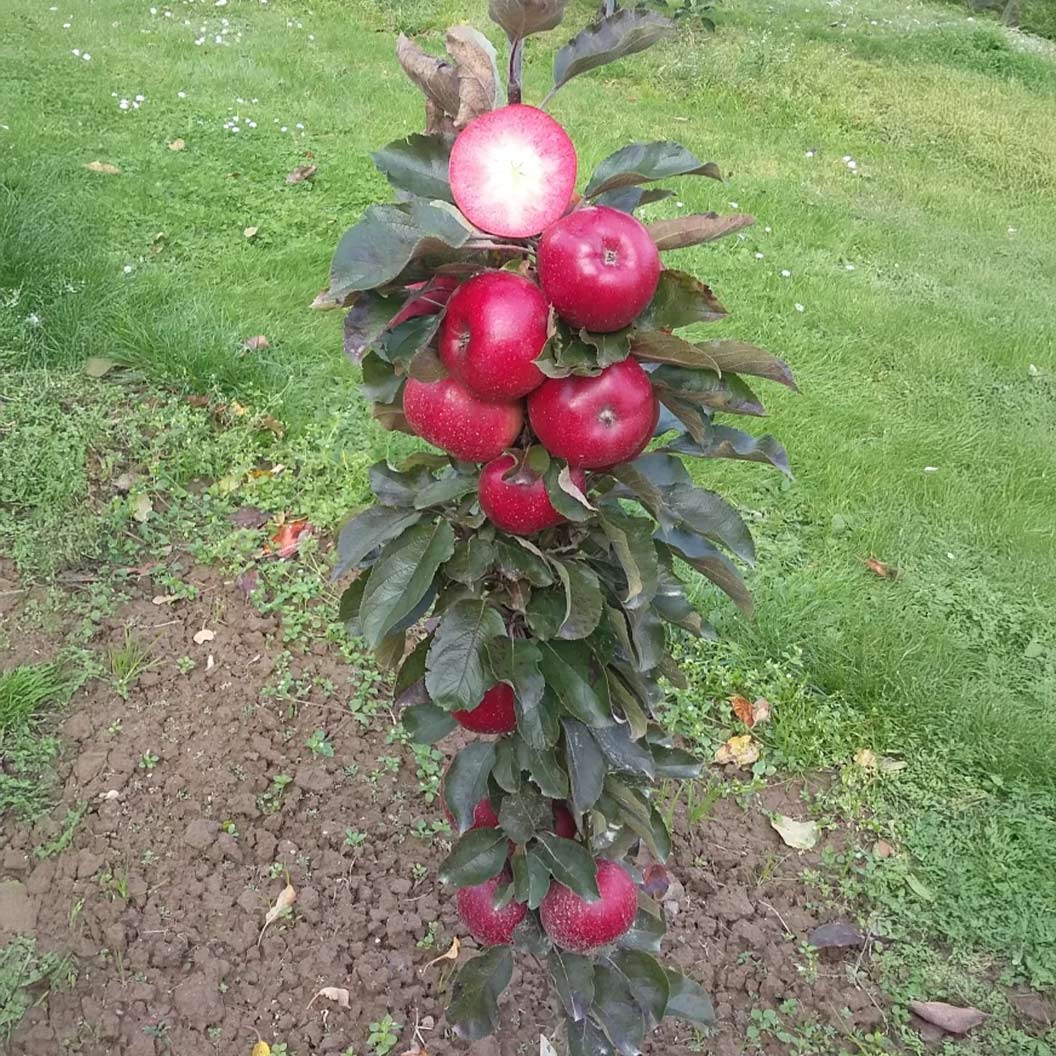 Fruit Snacks® All Red™ Columnar Apple Tree 4 Fruit Snacks® All Red™ Columnar Apple Tree