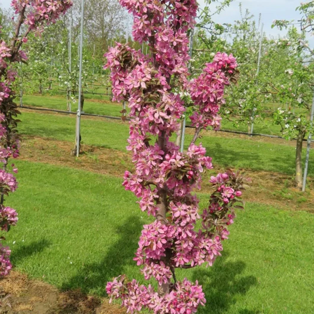 Fruit Snacks® All Red™ Columnar Apple Tree 5 Fruit Snacks® All Red™ Columnar Apple Tree