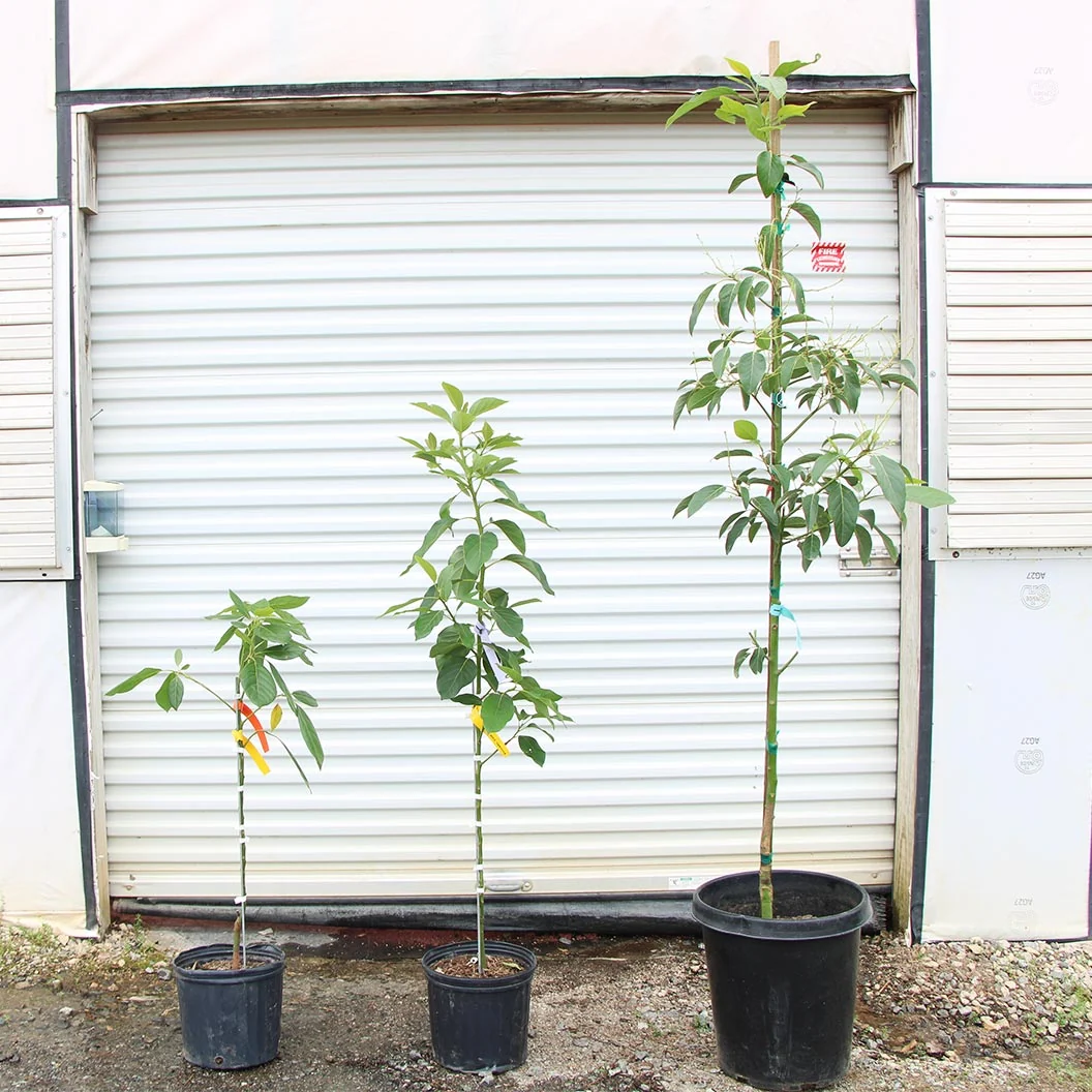 Cold Hardy Avocado Tree 10 Cold Hardy Avocado Tree