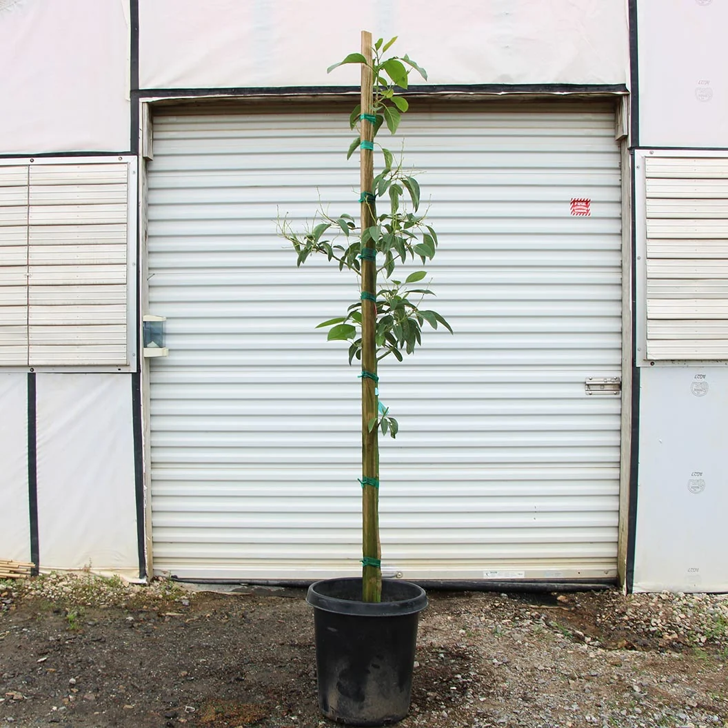 Cold Hardy Avocado Tree 11 Cold Hardy Avocado Tree