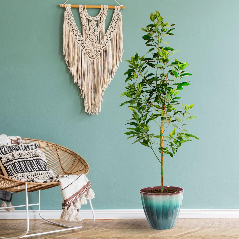 Cold Hardy Avocado Tree 2 Cold Hardy Avocado Tree