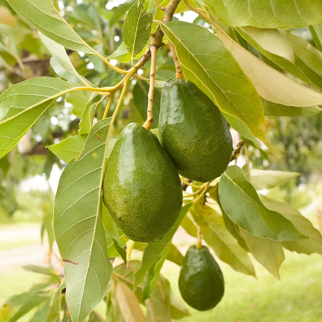 Cold Hardy Avocado Tree 3 Cold Hardy Avocado Tree