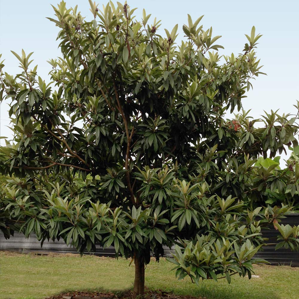 Cold Hardy Avocado Tree 4 Cold Hardy Avocado Tree