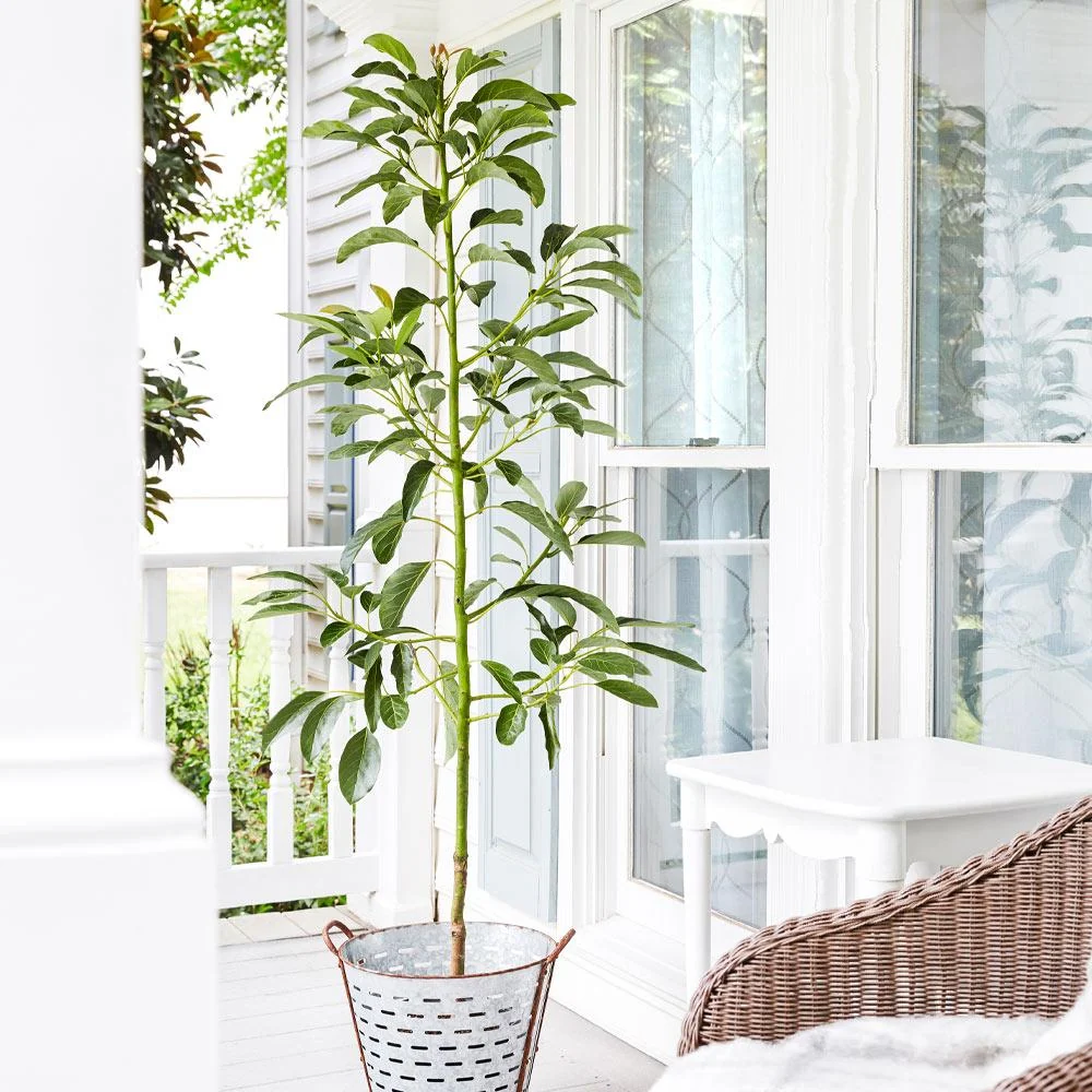 Cold Hardy Avocado Tree 5 Cold Hardy Avocado Tree