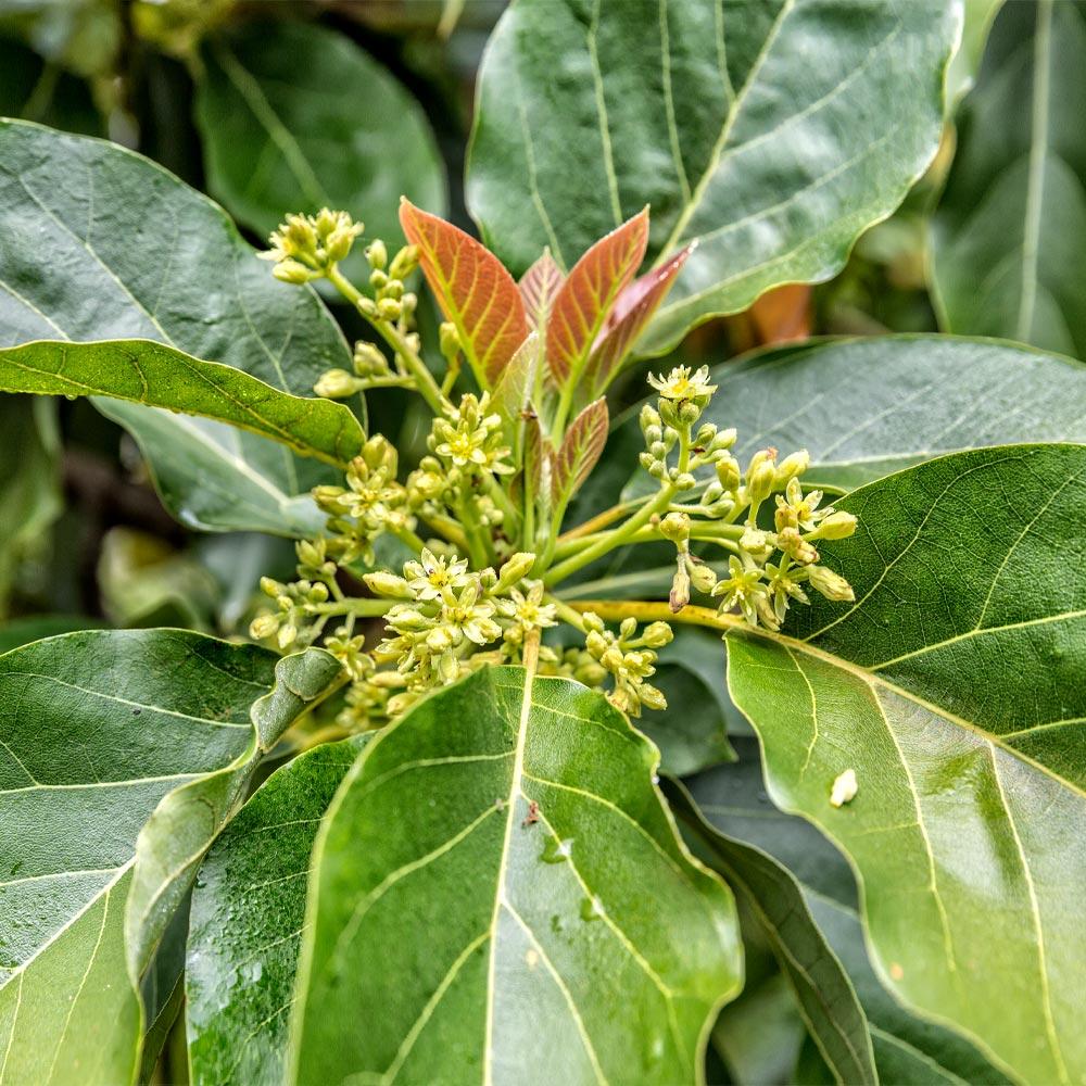 Cold Hardy Avocado Tree 6 Cold Hardy Avocado Tree