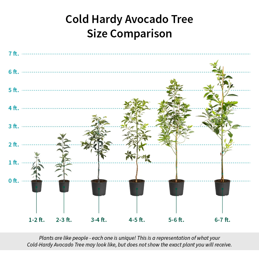 Cold Hardy Avocado Tree 9 Cold Hardy Avocado Tree