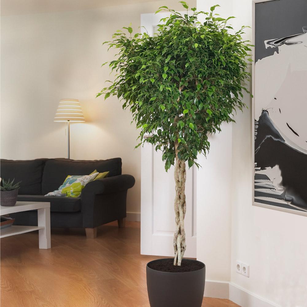 Braided Benjamina Ficus Tree 2 Braided Benjamina Ficus Tree