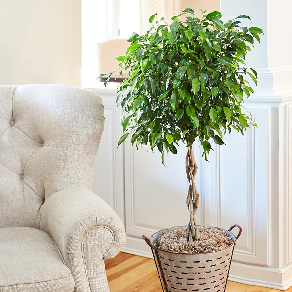 Braided Benjamina Ficus Tree 3 Braided Benjamina Ficus Tree
