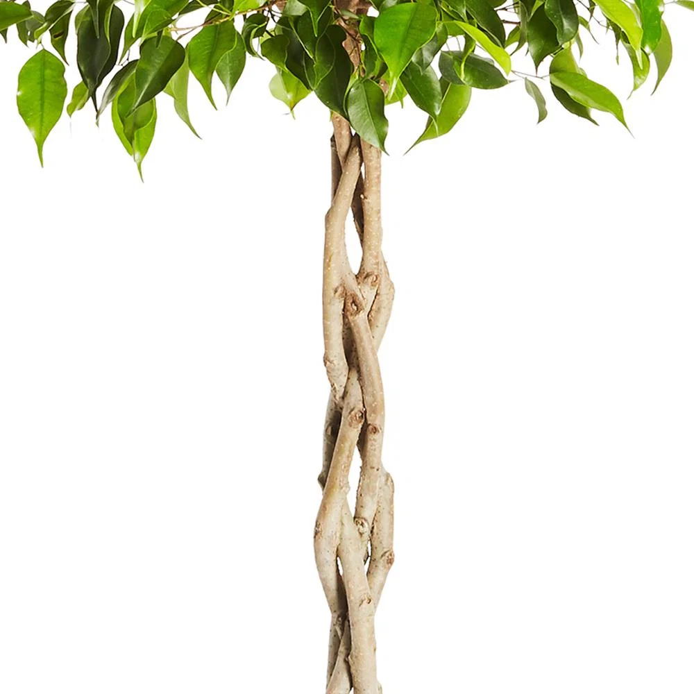 Braided Benjamina Ficus Tree 4 Braided Benjamina Ficus Tree