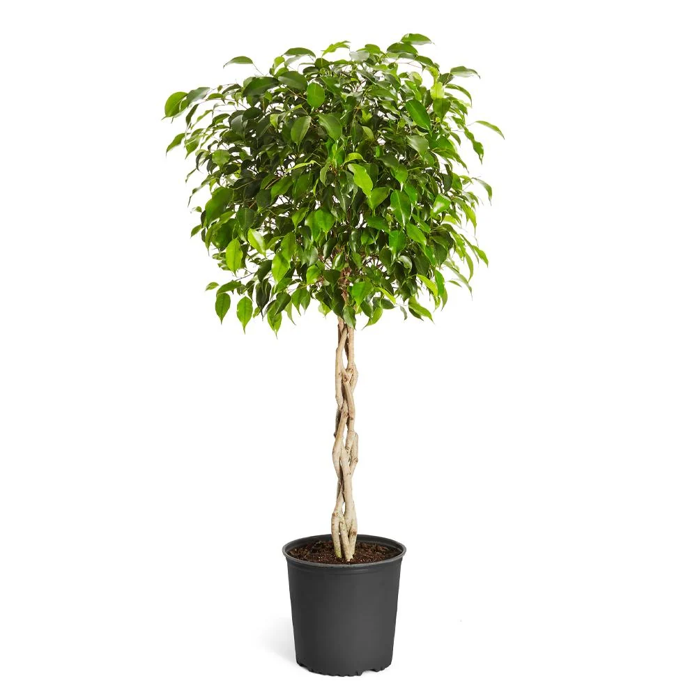 Braided Benjamina Ficus Tree 5 Braided Benjamina Ficus Tree
