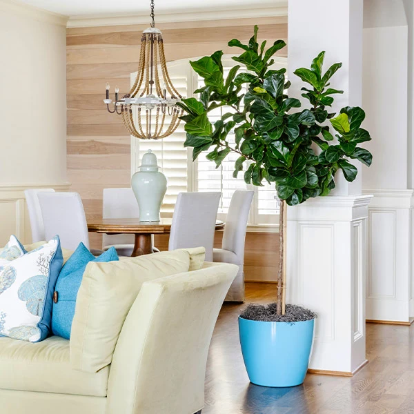 Bambino Fiddle Leaf Fig Tree