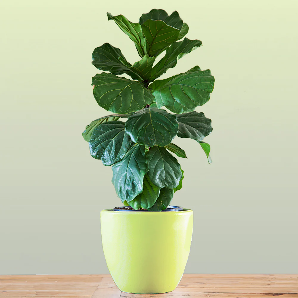 Bambino Fiddle Leaf Fig Tree 3 Bambino Fiddle Leaf Fig Tree