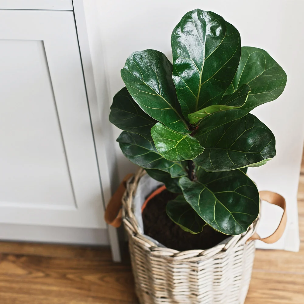 Bambino Fiddle Leaf Fig Tree 4 Bambino Fiddle Leaf Fig Tree