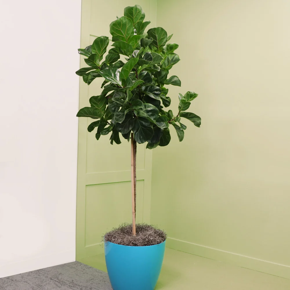 Bambino Fiddle Leaf Fig Tree 5 Bambino Fiddle Leaf Fig Tree