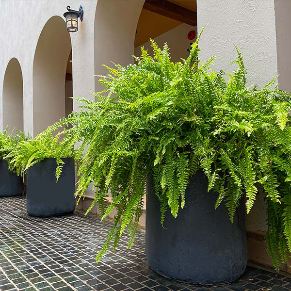 Kimberly Queen Fern Plant