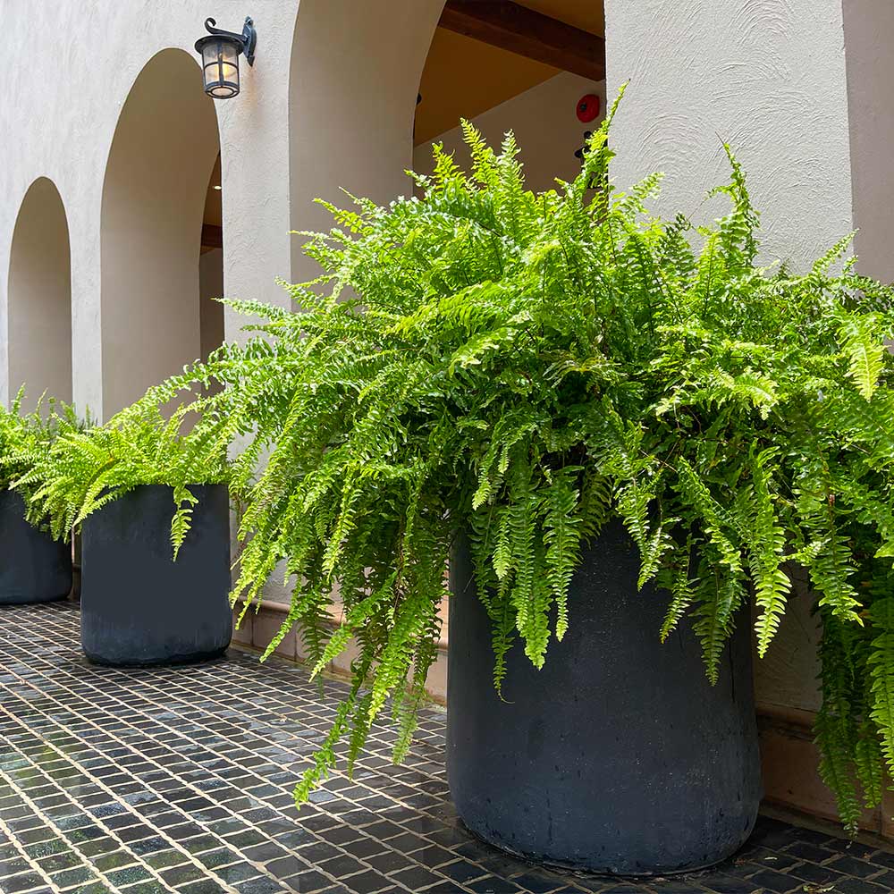 Kimberly Queen Fern Plant 2 Kimberly Queen Fern Plant