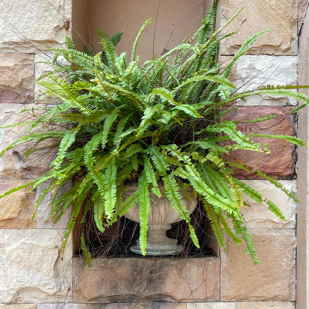 Kimberly Queen Fern Plant 3 Kimberly Queen Fern Plant