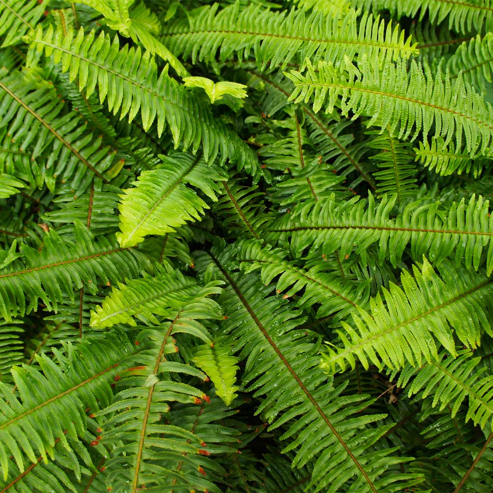 Kimberly Queen Fern Plant 4 Kimberly Queen Fern Plant