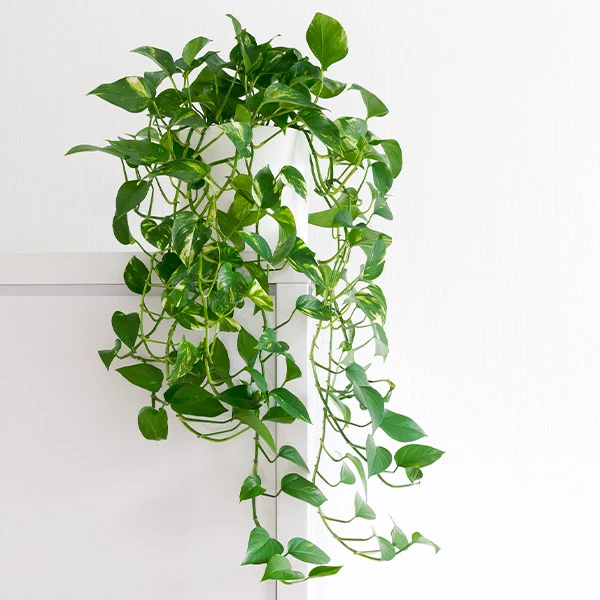 Golden Pothos Plant