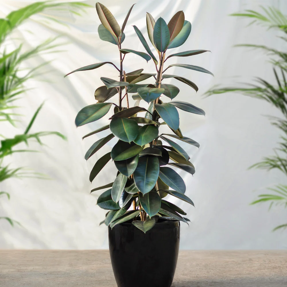 Rubber Plant (Ficus) 3 Rubber Plant (Ficus)