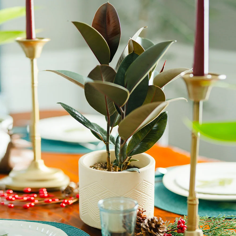 Rubber Plant (Ficus) 4 Rubber Plant (Ficus)